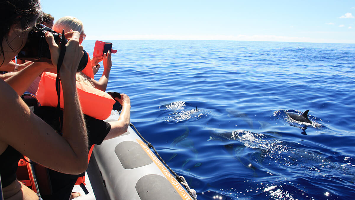 CETACEANS WATCHING
